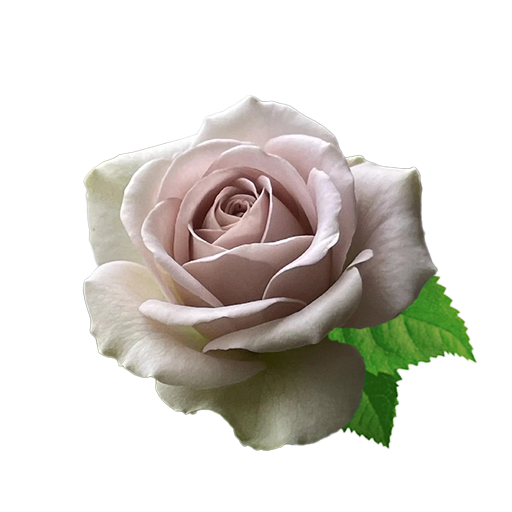 Нотр Дам